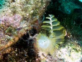 Christmas Tree Worm IMG 7217